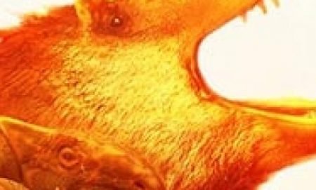 saurian steam 817x320 1