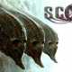Scorn Demo PC Latest Version Game Free Download